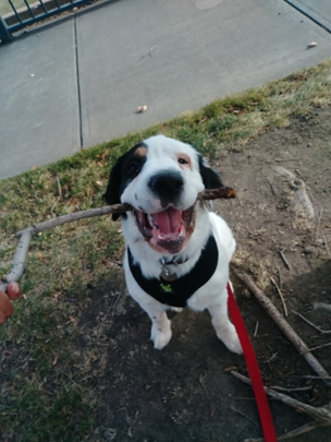 Mastiff Mix smiling happy on his On Demand Dog Walk Adventure with TK and he is holding a stick that was used to play a game of Tug-A-War and a game of Fetch.