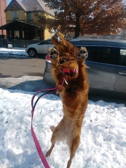Golden Dog leaping for joy on their winter dog walk catching snowballs with TK getting lots of exercise
