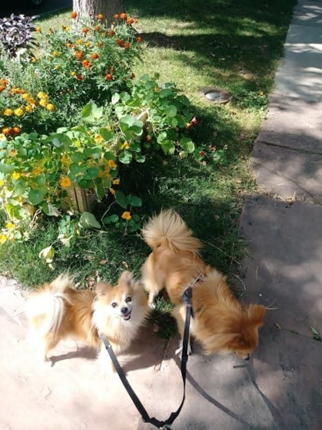 Two Pomeranians having fantastic fun exploring the neighborhood with TK on an On-Demand dog walk in the pretty summertime with yellow and orange red flowers in the background. And the dogs are kept cool walking in the shaded areas by TK