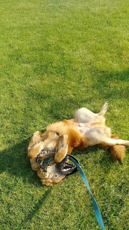 Dog having the time of their life on a dog walk rolling around in the grass in the park while smiling and wagging their tail.