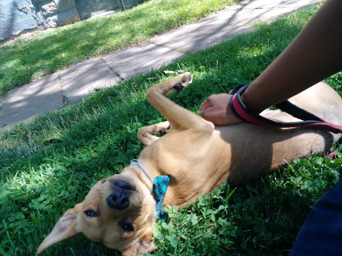 Sweet happy smiling puppy laying on his back in the cool shady grass getting belly rubs from his pet sitter on an On-Demand dog walk