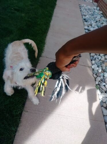 Puppy having playtime in the comforts of his backyard at home. He is playing a game of rope tug-a-war, bouncing around and trying to hold on tight to it.