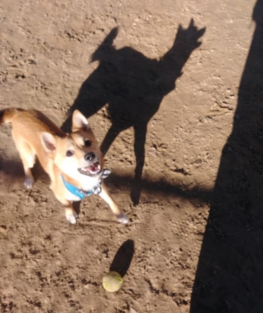 Shiba Inu having playtime adventures with a tennis ball during a Drop-In Visit Pet Care Service