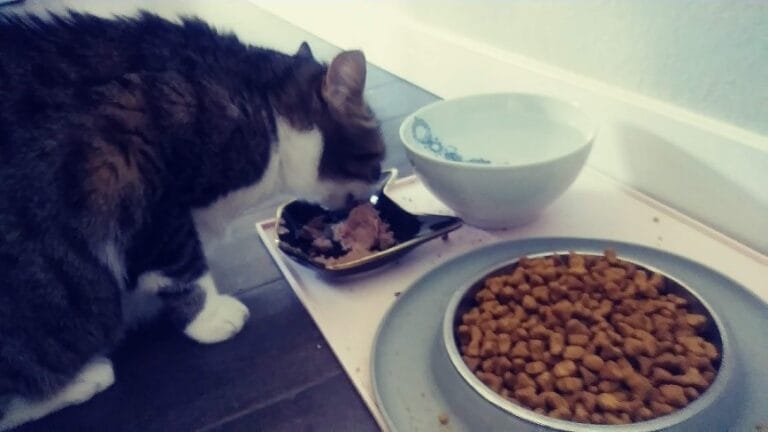 Kitty Cat eating her delicious wet food and dry food dinner with a fresh bowl of water on a Drop-In Visit