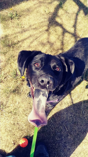 A very happy dog with his tongue sticking out and smiling, from playing fetch with his favorite ball on a Drop-In Visit with his pet sitter who cares for him year round