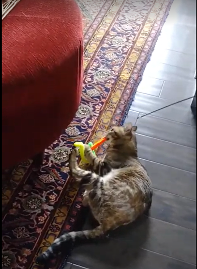 Kitty Cat having lots of play time tugging and holding onto her wormy stuffed toys that her pet sitter is playing with her on a Drop-In Visit for Pet Care Service