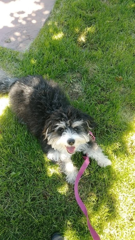 Little Terrier smiling while playing in grass on an On-Demand dog walk in the summertime and keeping cool in the shady trees.