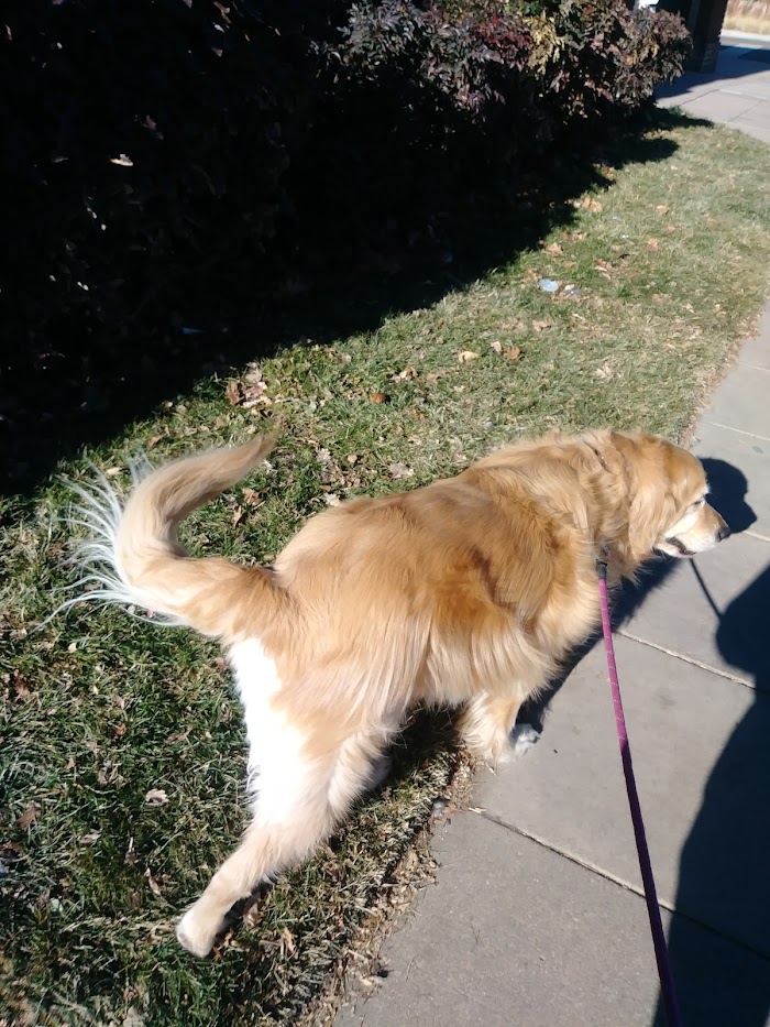 Golden Retriever on a fun dog walk exploring his neighborhood and walking on grass in fall season