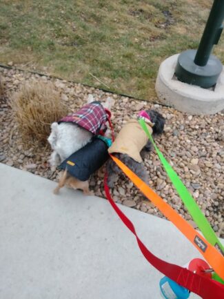 Terrier Trio bundled up and cozy in the winter hunting for mysteries on an On Demand dog walk