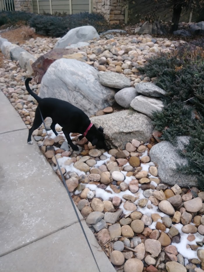 Schnauzer rock hunting for scents in the wintertime with TK on an On-Demand Dog Walk