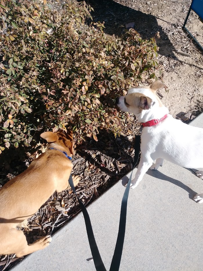 Two Terrier dogs clue hunting w/ TK on an On-Demand Dog Walk and have found a bush that smells sweet.