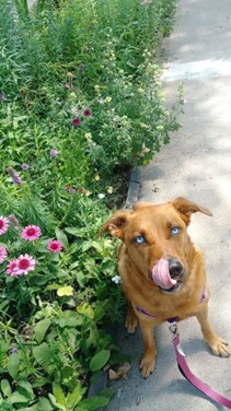 Gorgeous blue-eyed dog licking her lips with her tongue out enjoying tasty treats on a summer walk with TK.