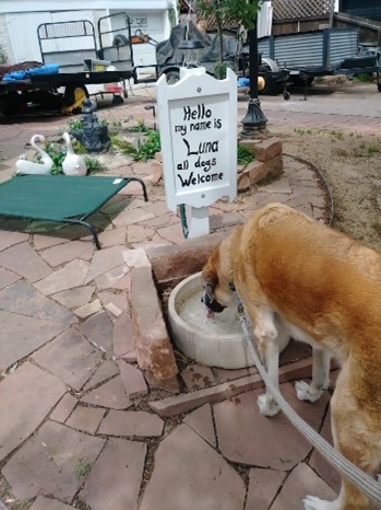 Photo of Anatolian Dog keeping cool & having fun on sunny summer day with TK