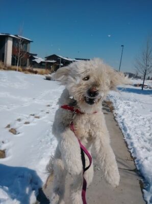 Goldendoodle jumping and leaping for snowballs that TK is tossing to him on Drop-In Visit having a blast!