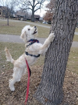 Goldendoodle Puppy chasing squirrel up a tree on an On-Demand Dog Walk in the park with his tail wagging.