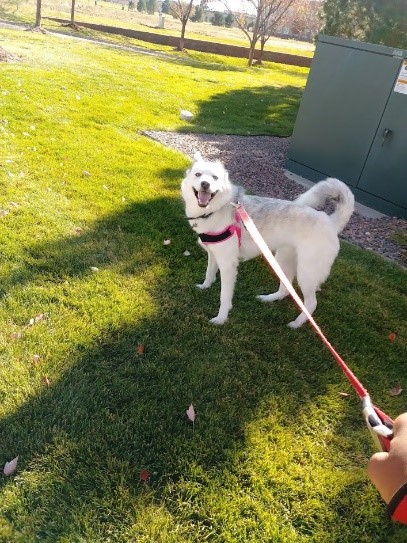 Husky Mix smiling having the time of her life on a dog walk w/ TK in a big open park in the springtime