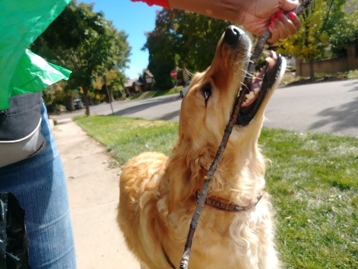 Golden Retriever having a lot of fun on summer dog walk playing a game of tug-a-war while walking in the neighborhood on a sidewalk