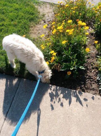 Goldendoodle discovering summer flowers & mysteries on a dog walk in the neighborhood.