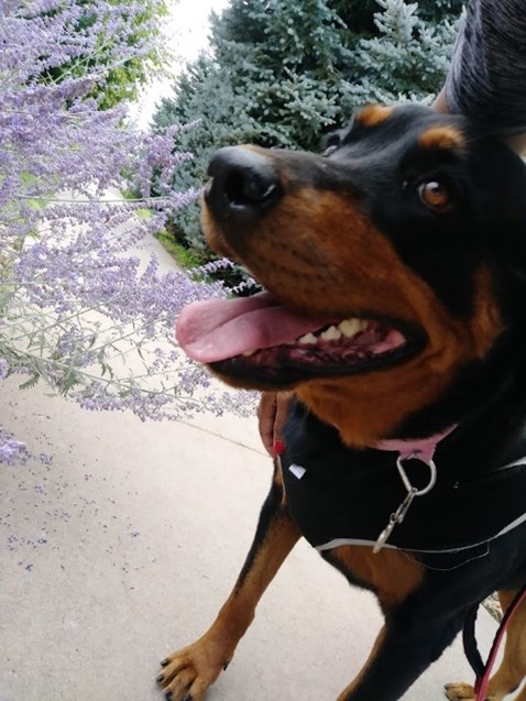 Rottweiler Bonding on a dog walk w/ TK building trust and friendship smiling