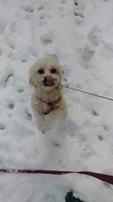 Cute little dog having a blast playing in snow and is jumping up to catch the snowballs and has snow on their face.