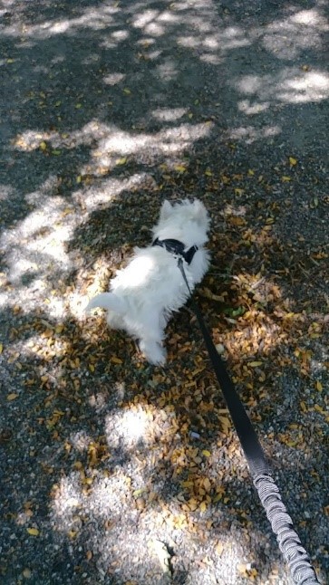 Sweet Little Doggy playing in fall leaves while on an On-Demand dog walk with TK