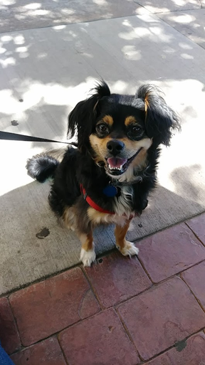 Chihuahua Mix Smiling on a fun dog walk adventure and enjoying all the wonders of the outdoors in the summer weather