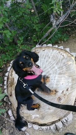 Dachshund Mix on an On-Demand dog walk smiling because she discovers a big beautiful, designed tree trunk that someone carved, and she is sitting on it. And has claimed it as her own.