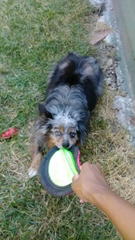 Shetland playing tug-a-war with a frisbee in the backyard with pet sitter and they are holding on tight as they can to try and not let go of it