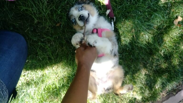 Fluffy Cute Puppy laying back getting belly rubs and playing with a stick on the soft shady grass with a pet sitter on an On-Demand Dog Walk