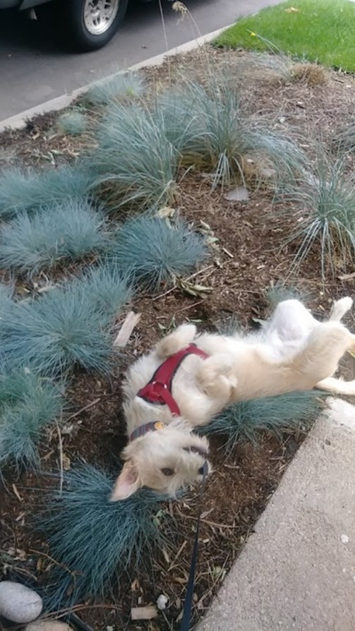 Smiling Wired Hair Terrier having a ball rolling around in the ornamental grass getting a nice back scratch on an On-Demand Dog Walk