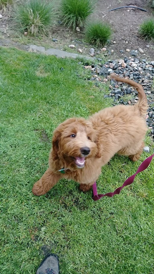 Smiling Happy Doodle Puppy outside playing in the grass on an On-Demand Dog Walk with TK looking for new mysteries and adventures