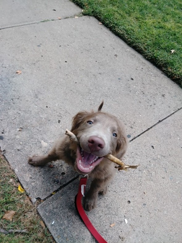 Baby Puppy smiling holding a stick in his mouth on his On-Demand Dog Walk Adventures with TK his dog walker