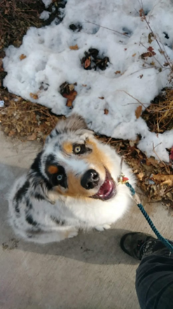 Smiling Happy Oreo Cookie Puppy on his Winter Walk Adventures with TK his pet sitter in Denver Colorado
