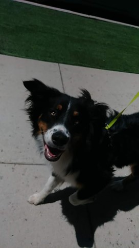 Aussie Mix smiling with his fur blowing in the wind while on an On-Demand Dog Walk in the morning, pawing to find new adventures and scents.