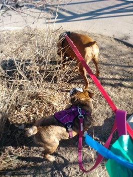 wo dogs exploring the neighborhood with TK on an On-Demand dog walk