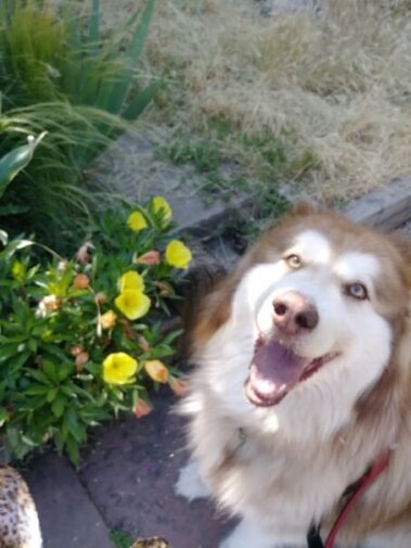 Photo of a Happy Husky Mix on a dog walk w/ TK in Spring Season