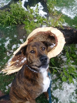 Photo of a tree a dog found on his walk with TK that looks like a spaceship.