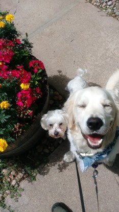 Photo of Golden Retriever and Shih Tzu glowing with joy spending time with TK on a walk