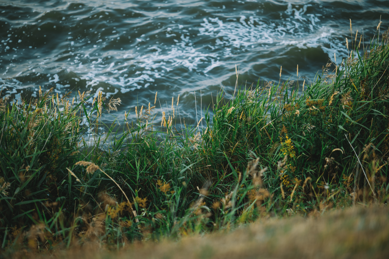 Even in Summer PaWiggles.com provides Pet Care Services in the Aurora and Denver Colorado area