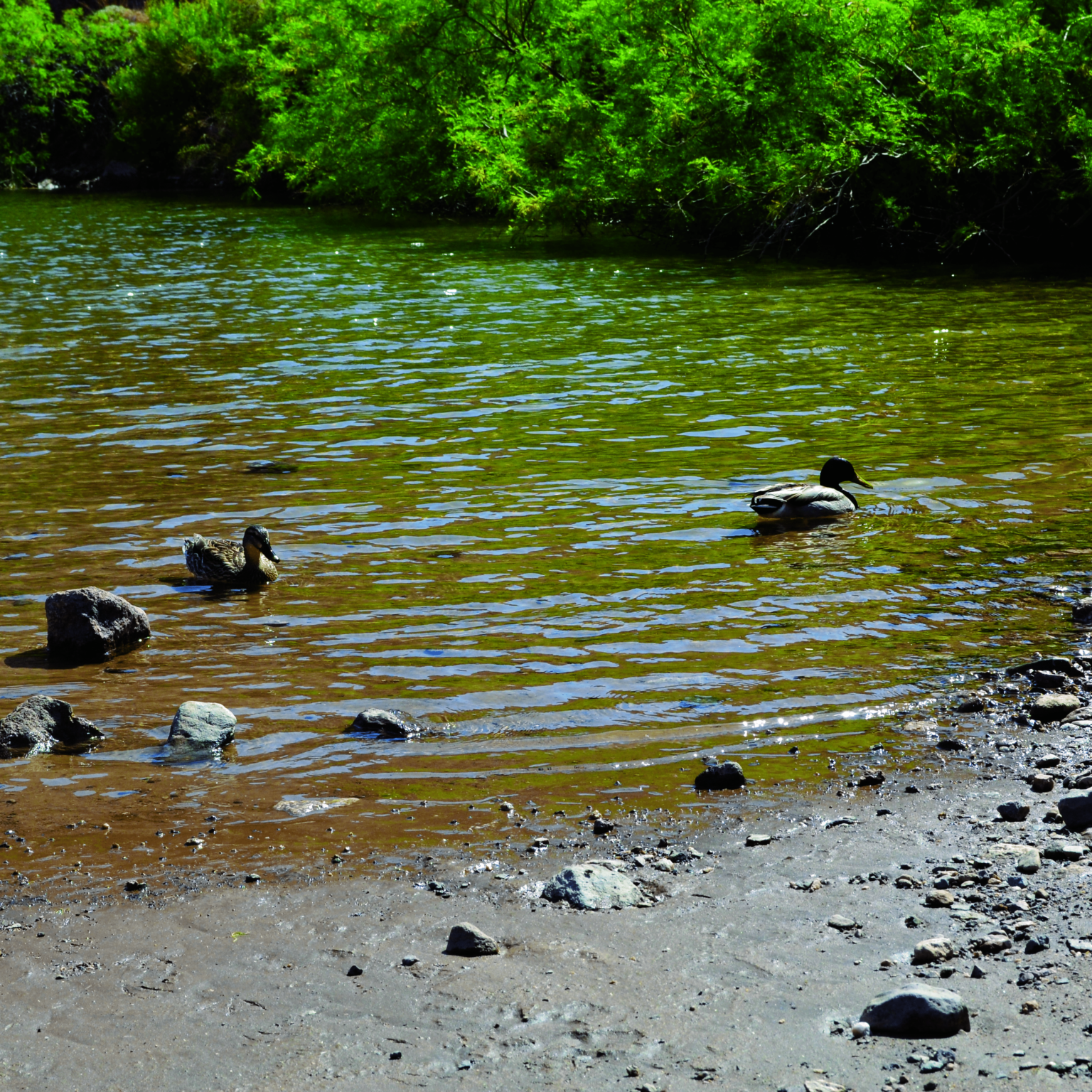 Even in Summer PaWiggles.com provides Pet Care Services in the Aurora and Denver Colorado area