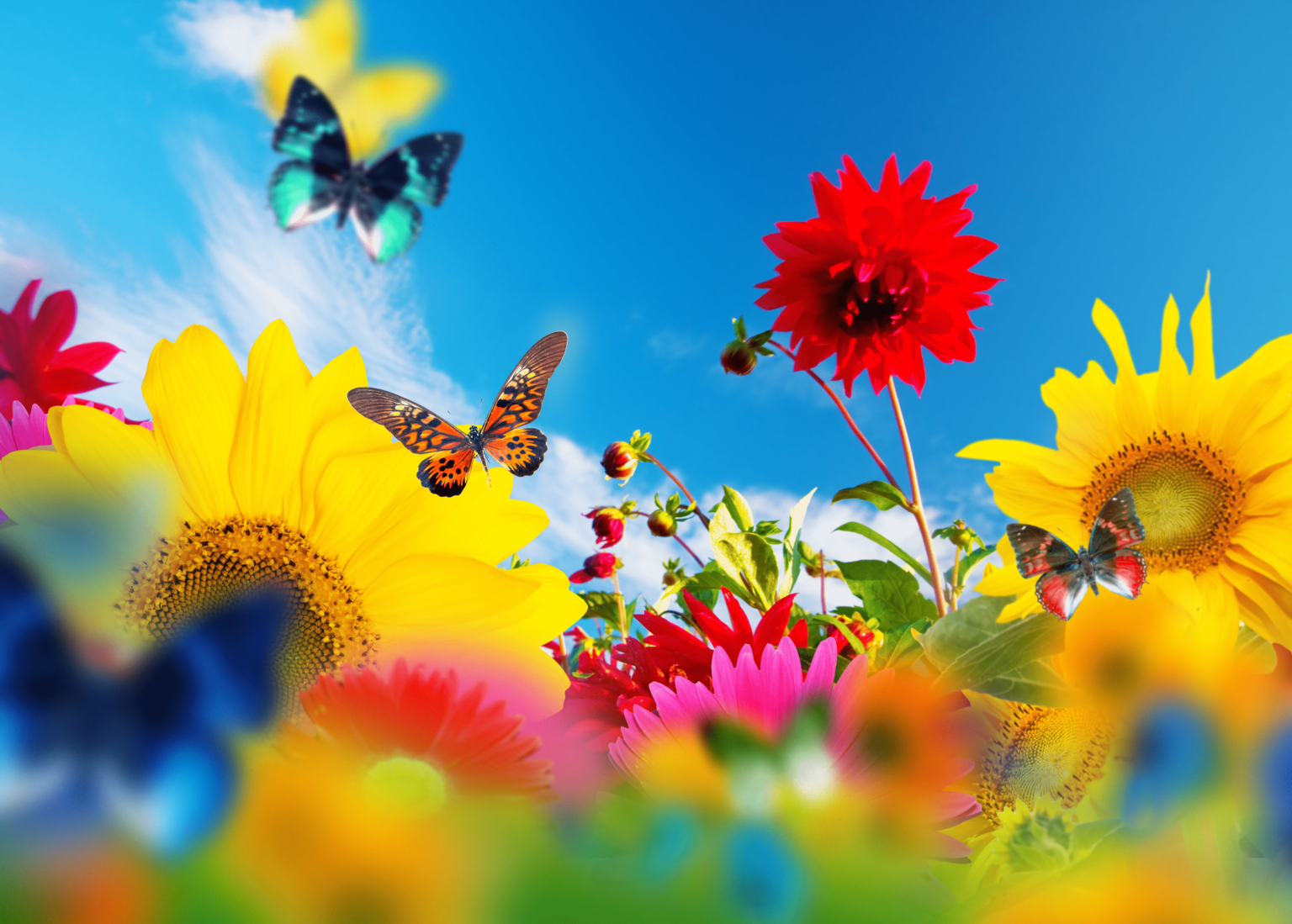 Even in Summer PaWiggles.com provides Pet Care Services in the Aurora and Denver Colorado area