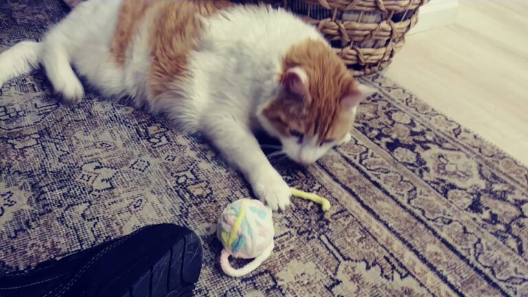 Kitty Cat having a very fun playtime catching the ball of yarn while on a Drop-In Visit Pet Care Service