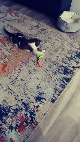 Kitty cat having playtime with her favorite toys with the pet sitter in the comforts of her home and catches the toy in her paws laying on the floor