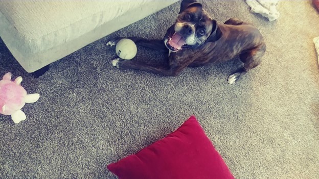 Photo of TK playing balls with a dog on a drop-in visit