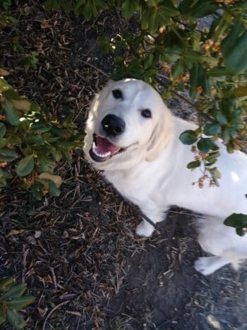 Smiling Puppy exploring a tree of mysteries while in the shade on a hot summer day on a dog walk
