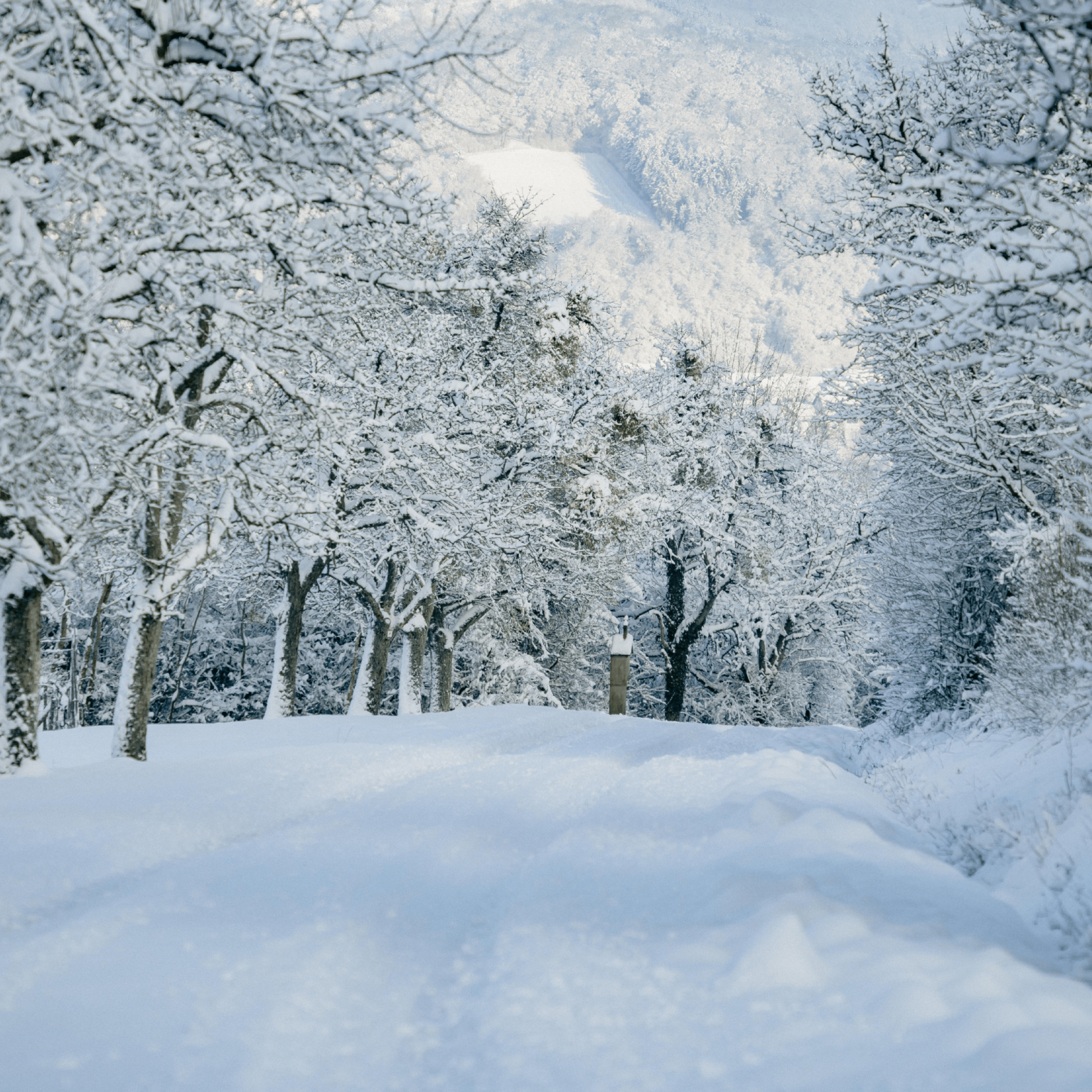 Even in Winter PaWiggles.com provides Pet Care Services in the Aurora and Denver Colorado area