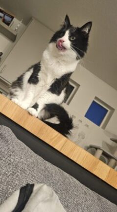 A cat licking his lips after eating delicious salmon & chicken for dinner on a Drop-In Visi